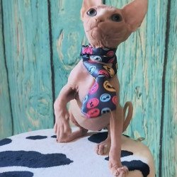Sphynx Kevin