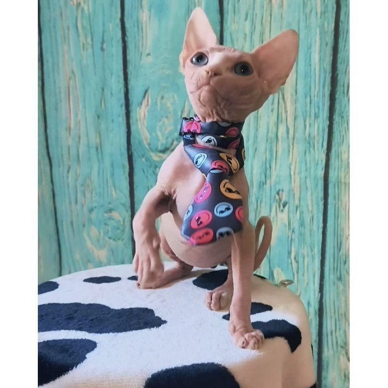 Sphynx Kevin