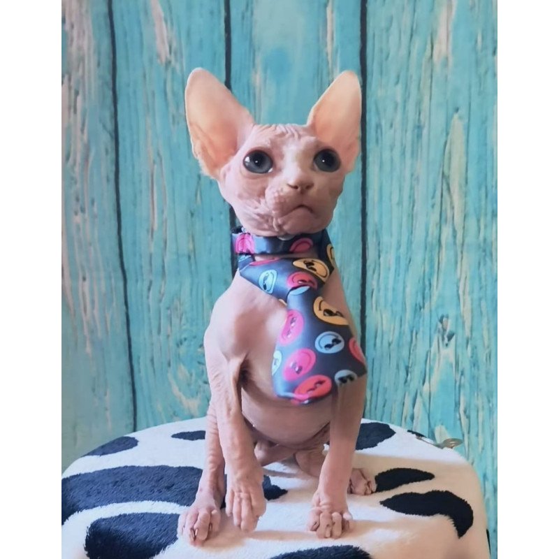 Sphynx Kevin