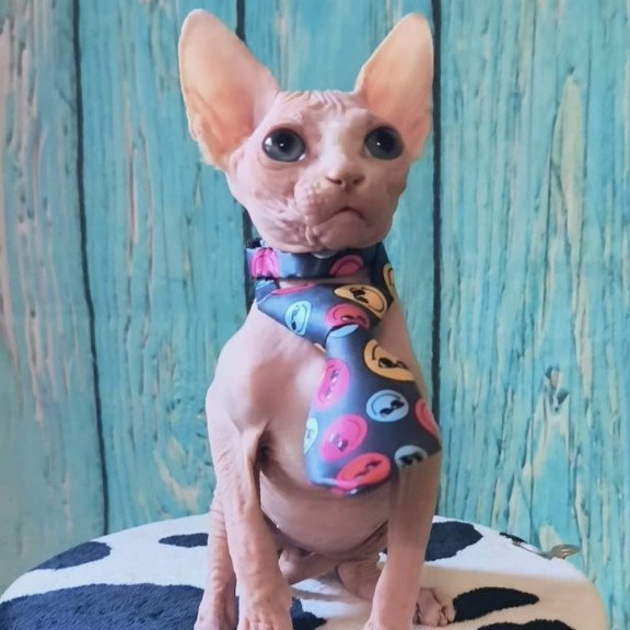 Sphynx Kevin