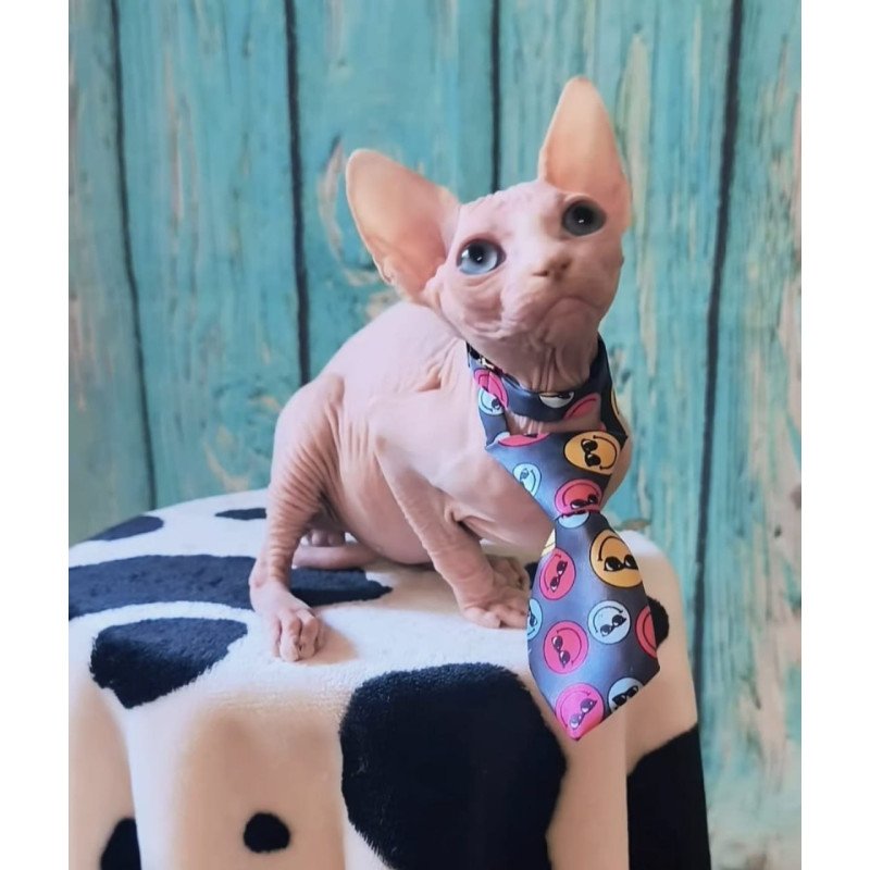 Sphynx Kevin