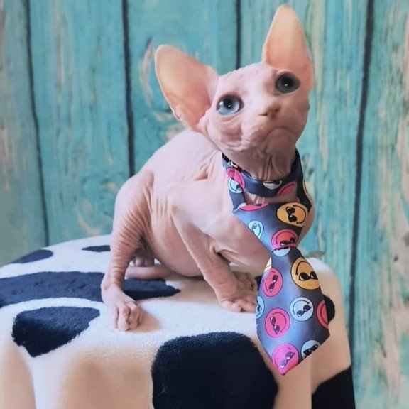 Sphynx Kevin