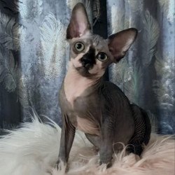 Sphynx Camila