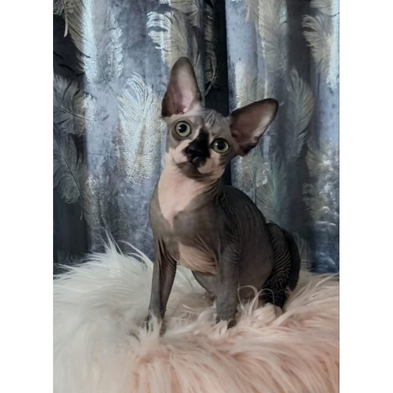 Sphynx Camila