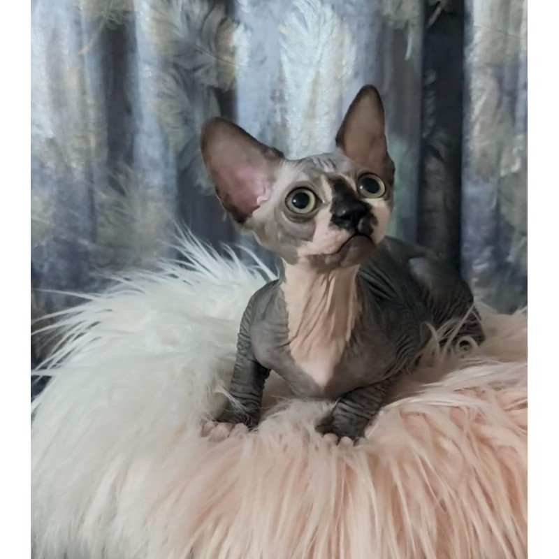 Sphynx Camila
