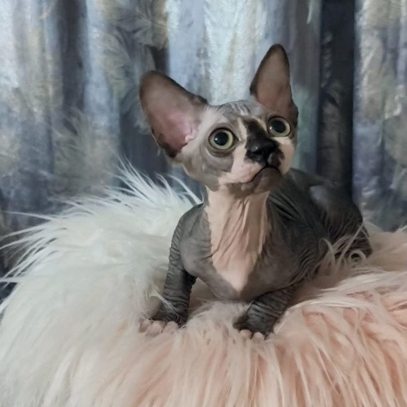 Sphynx Camila