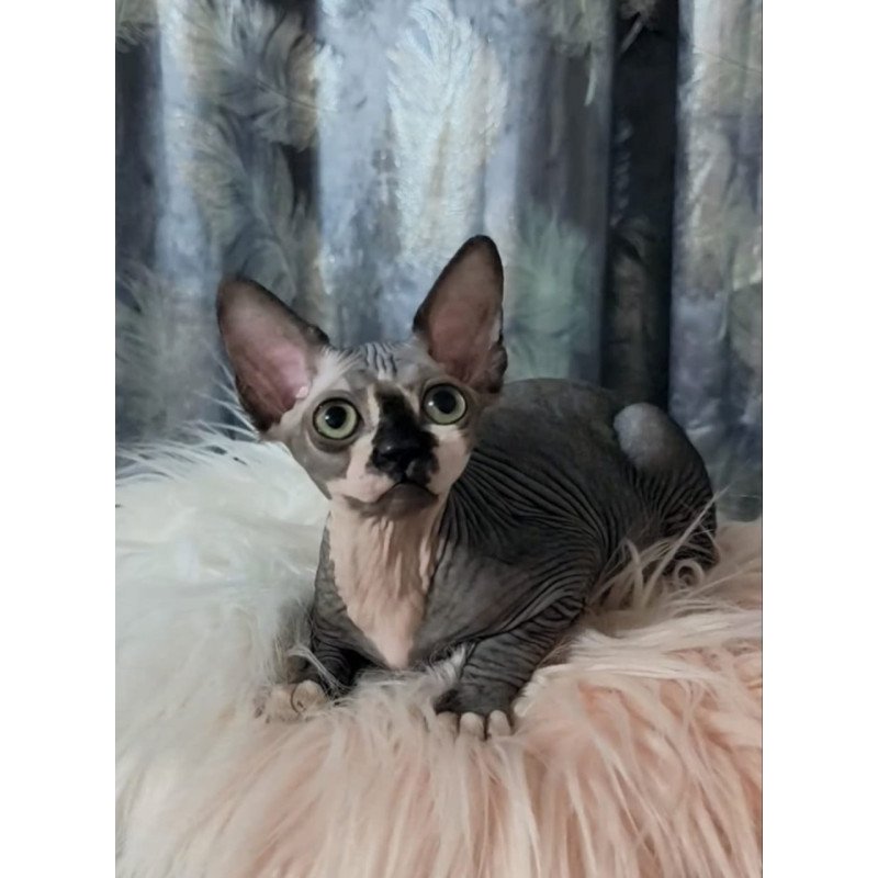 Sphynx Camila