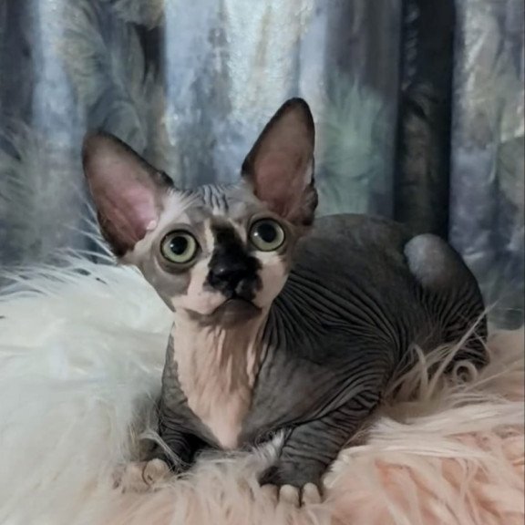 Sphynx Camila