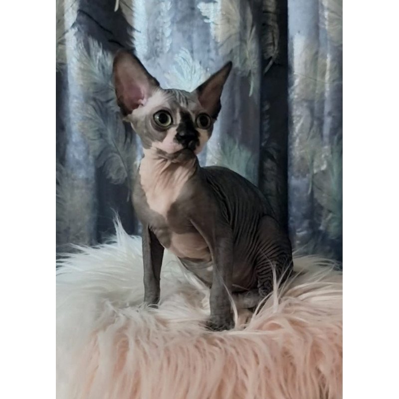 Sphynx Camila