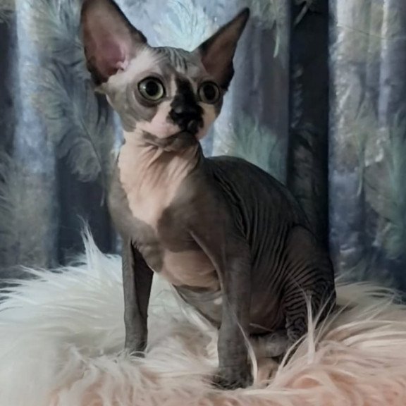 Sphynx Camila