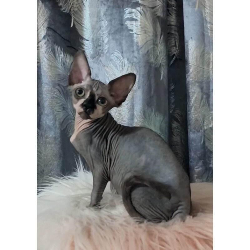 Sphynx Camila