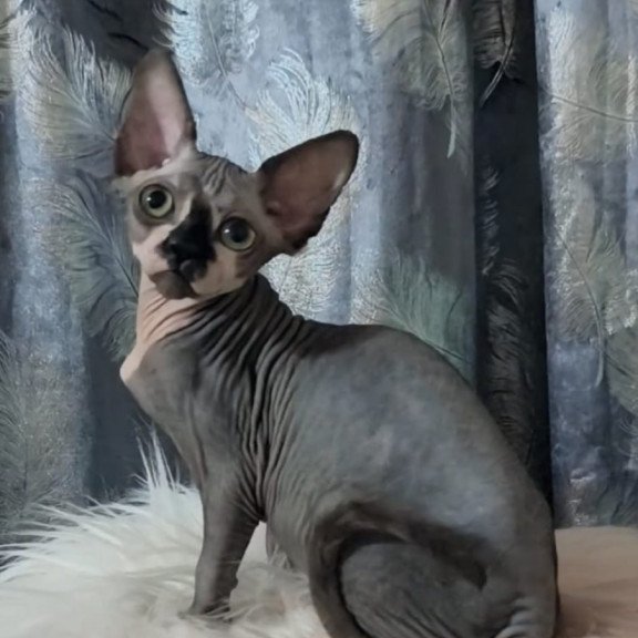 Sphynx Camila
