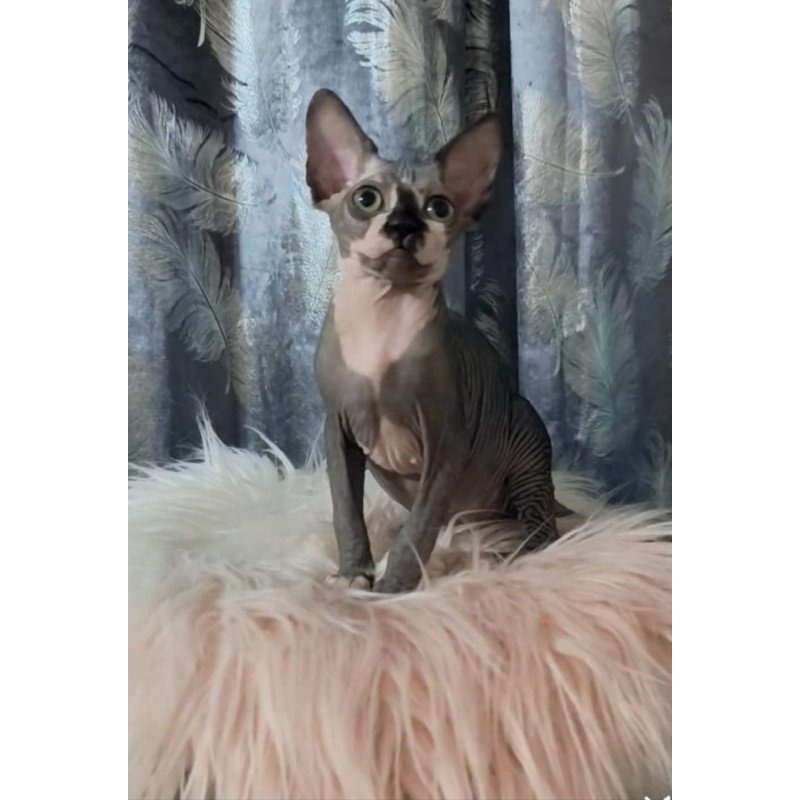 Sphynx Camila