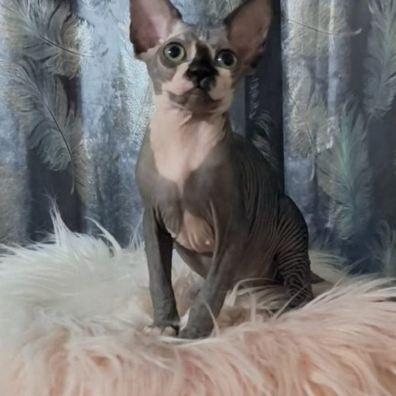 Sphynx Camila