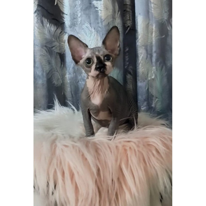 Sphynx Camila