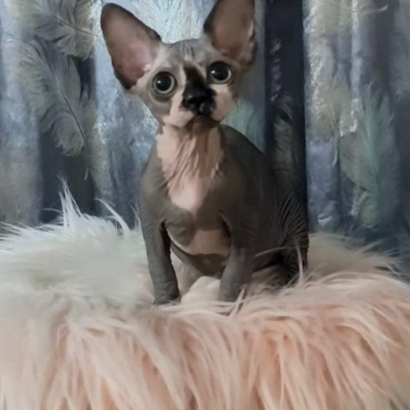 Sphynx Camila
