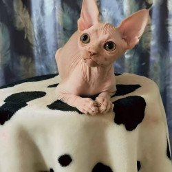 Sphynx Kai
