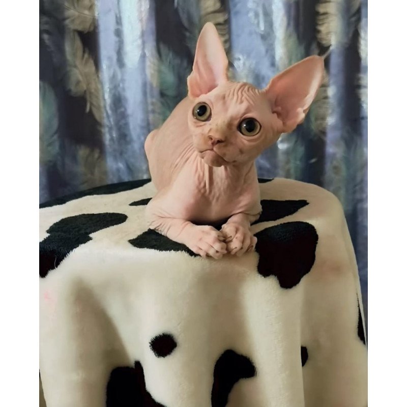 Sphynx Kai