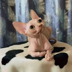 Sphynx Kai