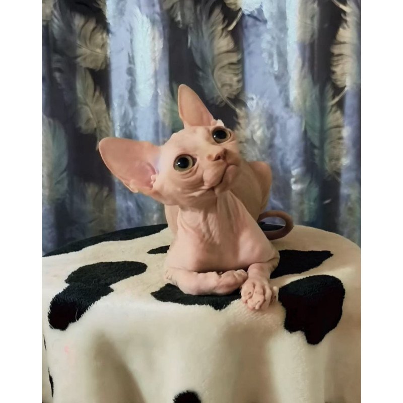 Sphynx Kai