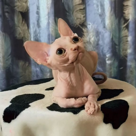 Sphynx Kai
