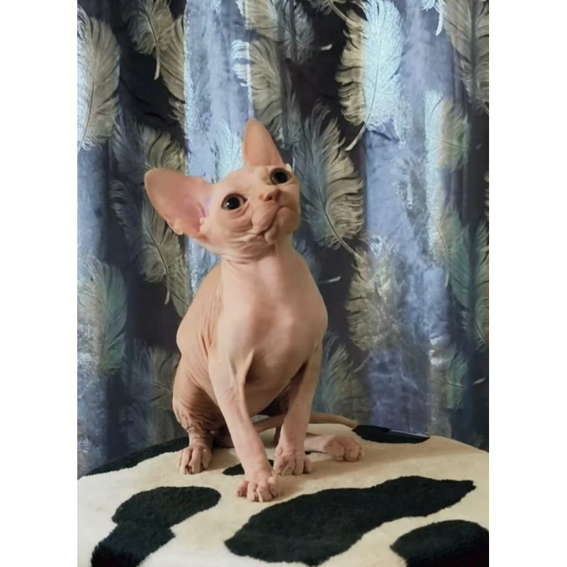 Sphynx Kai