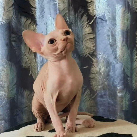 Sphynx Kai