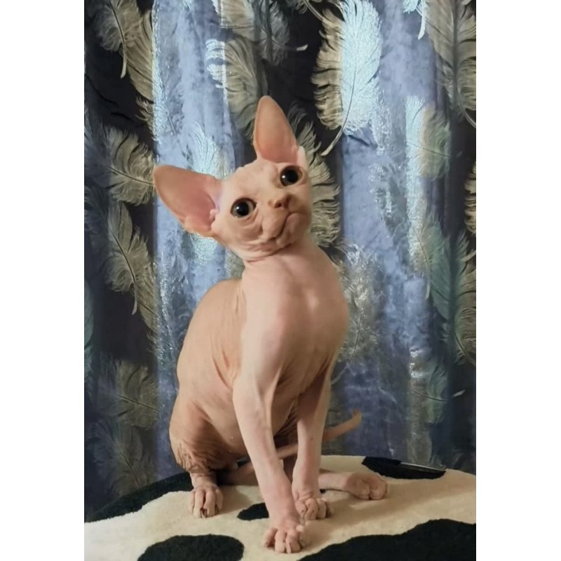 Sphynx Kai