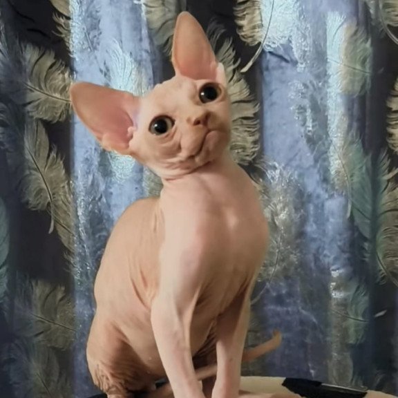 Sphynx Kai