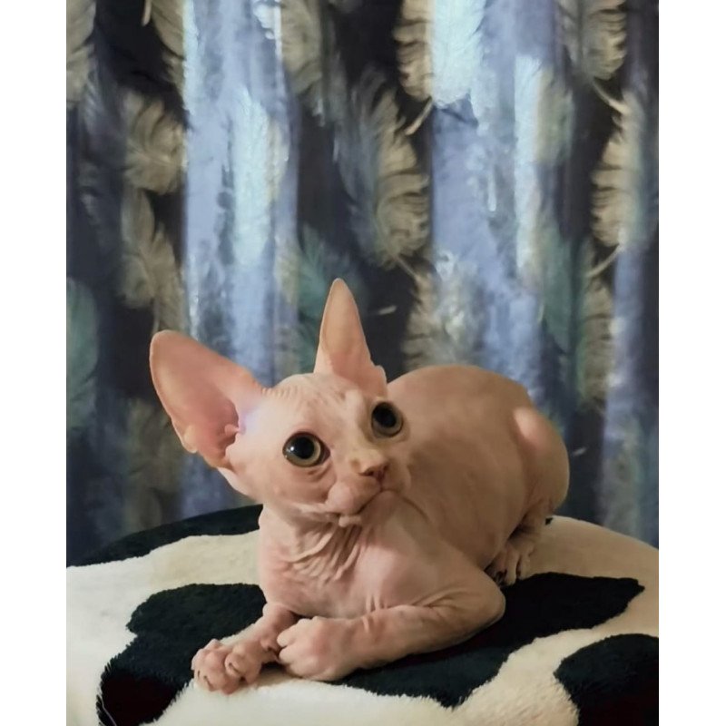 Sphynx Kai