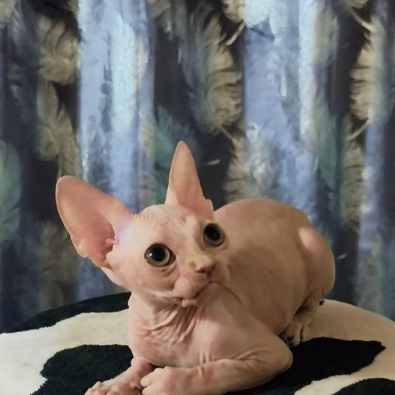 Sphynx Kai