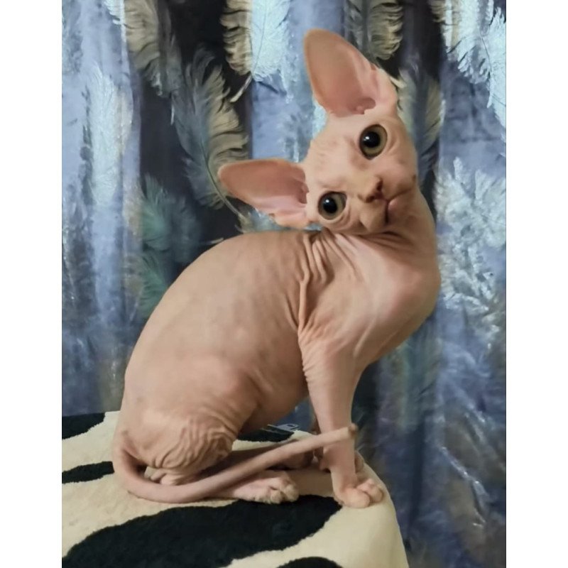 Sphynx Kai