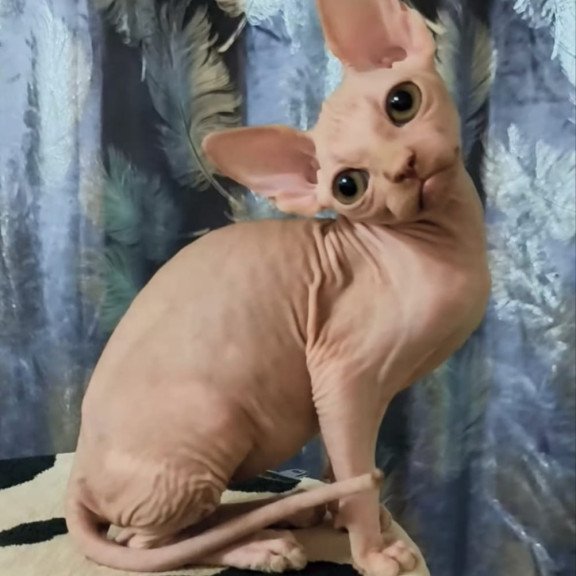 Sphynx Kai