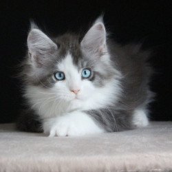 Maine Coon AP Mistika