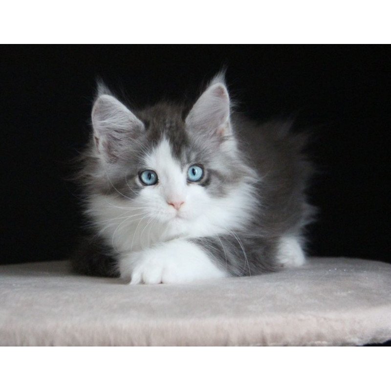 Maine Coon AP Mistika