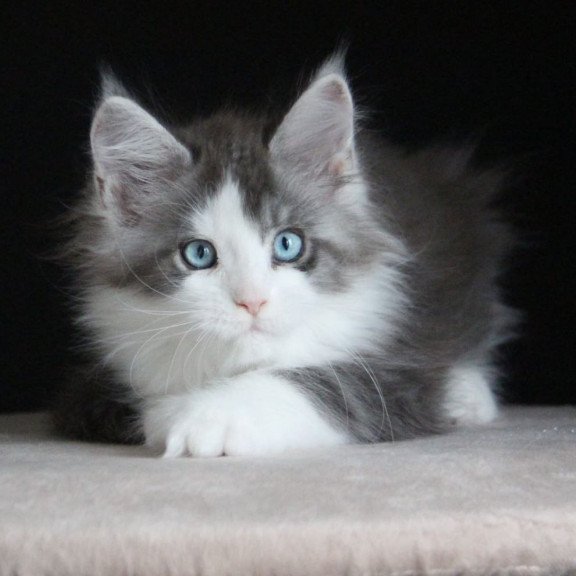 Maine Coon AP Mistika