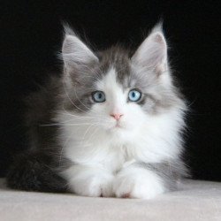 Maine Coon AP Mistika