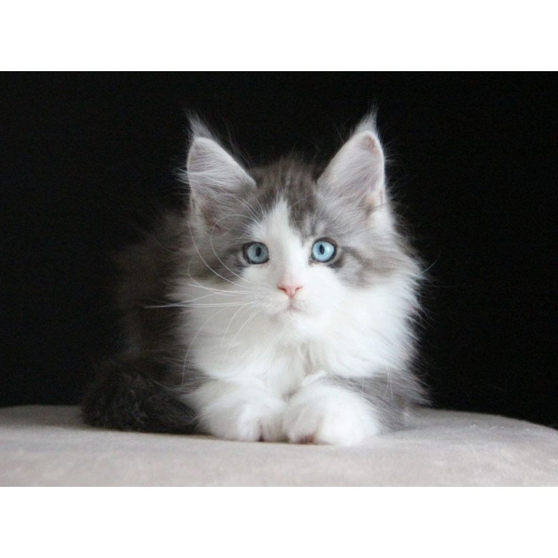 Maine Coon AP Mistika