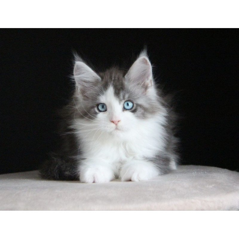 Maine Coon AP Mistika