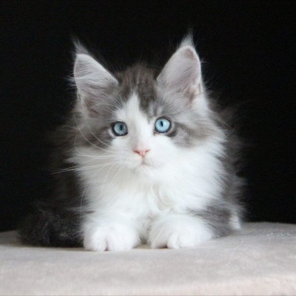 Maine Coon AP Mistika