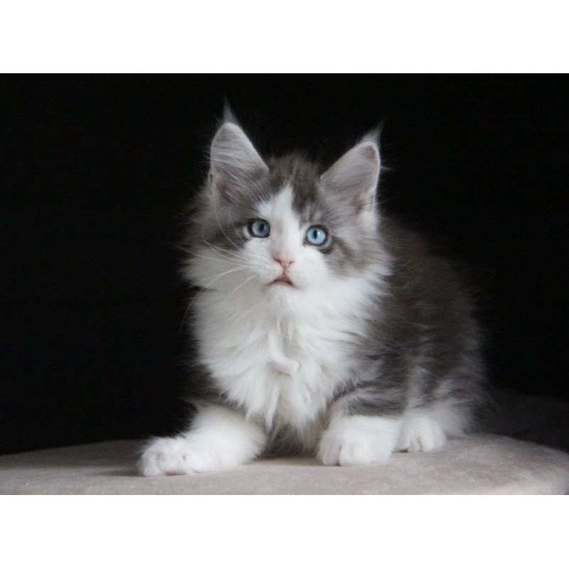 Maine Coon AP Mistika