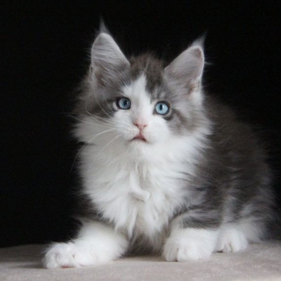 Maine Coon AP Mistika