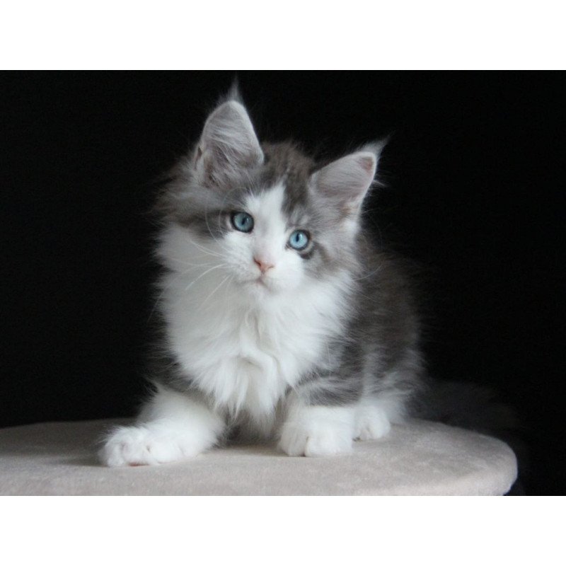 Maine Coon AP Mistika