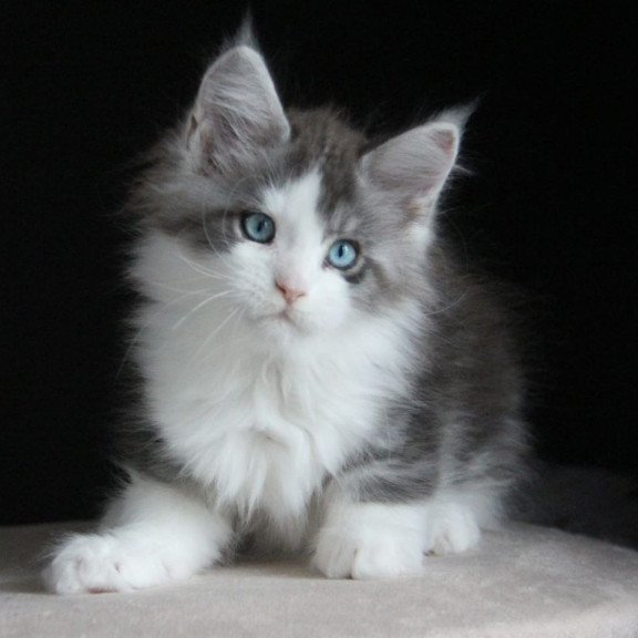 Maine Coon AP Mistika