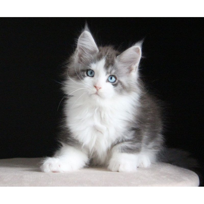 Maine Coon AP Mistika