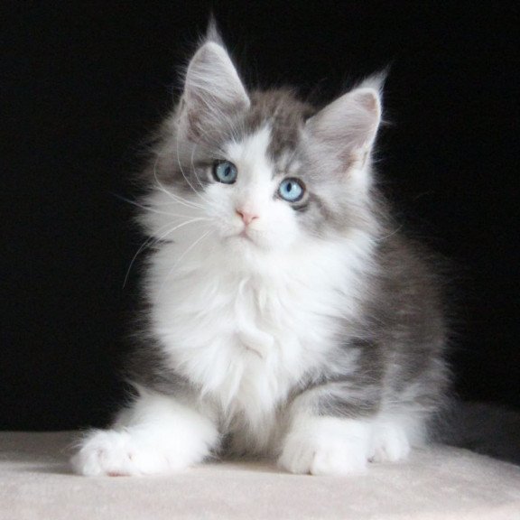 Maine Coon AP Mistika