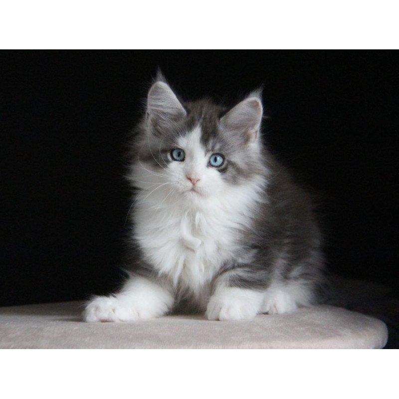 Maine Coon AP Mistika