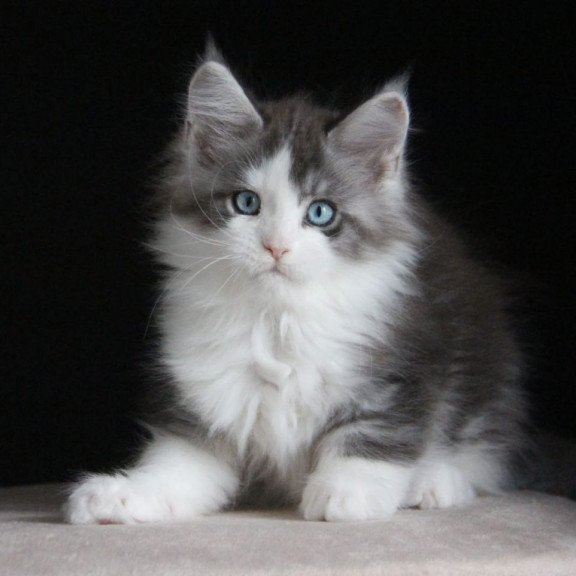 Maine Coon AP Mistika