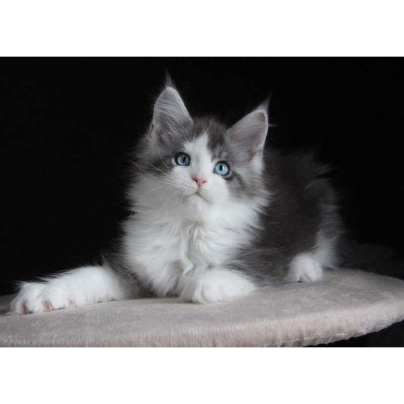 Maine Coon AP Mistika
