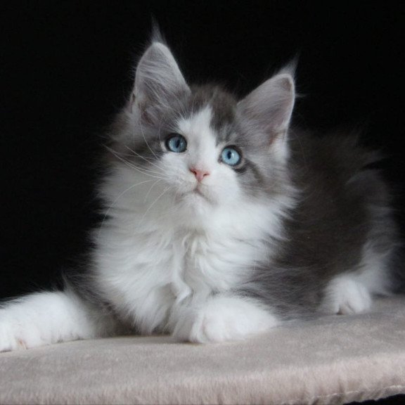 Maine Coon AP Mistika